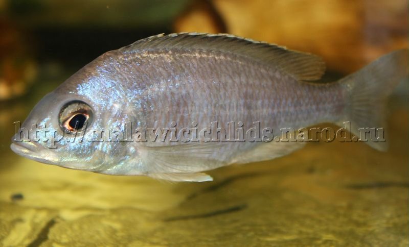 Placidochromis sp. 